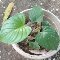 ราคา ต้นว่านเสน่ห์จันทร์แดงต้นเล็ก/ไม้ประดับ/ไม้มงคล (3456633872)