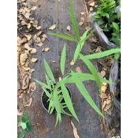 ราคา ต้นหลิว หลิวลู่ลม หลิวจีน ส่งพร้อมกระถาง 6 นิ้ว ( นิยมปลูกเพื่อความสวยงาม ทำฮวงจุ้ยแทนน้ำตก ) (24923123310)