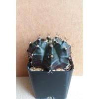 ราคา ยิมโน Gymno ผิวม่วงเข้มมันวาว (6036807748)