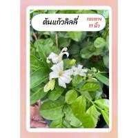 ราคา ต้นแก้วลิลลี่ ต้นแก้ว ดอกแก้ว แก้วลิลลี่ ดอกหอม ทนแดด กระถาง11นิ้ว (26152458128)