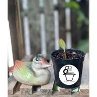 ราคา ต้นแสงเงินแสงทอง Aglaonema commutatum (13718473123)