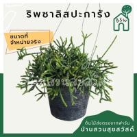 ราคา ริพซาลิสปะการัง ในกระถาง 4 นิ้ว rhipsalis (17957205348)