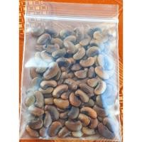 ราคา ขายส่ง 120 เมล็ด เมล็ดพันธุ์พะยูงเวียดนาม Dalbergin tonkinensis ราชาแห่งไม้ ไม้เนื้อแข็ง ไม้เศรษฐกิจอนาคต ไม้ทรงคุณค่า (13652959748)