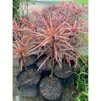 ราคา 10.10 ต้นหูกระจงแดง ไม้มงคล ไม้ประดับ สวยงาม ถุงใหญ่ (20395017379)