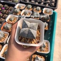 ราคา Astrophytum myriostigma (มายริโอ้) (21074521199)