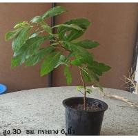 ราคา ต้นพญาล้างไต ต้นข่อยดำ ต้นไชโย ต้นแต้จิ๋ว (11286255996)