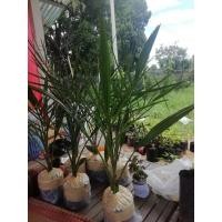 ราคา ,, ต้นอินทผาลัมบาฮีสีเหลือง กินผลสด (5649766328)