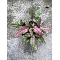 ราคา เงินไหลมาด่างชมพู syngonium (8645282797)
