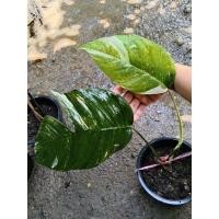 ราคา อิพิด่างขาว อิพิด่าง (15125040252)