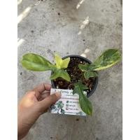 ราคา ต้นก้ามกุ้งด่าง(Florida Beauty ) (20758825791)