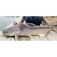 ราคา หัวเชื้อตกปลาสูตรเข้มข้น ใช้ตกปลาสวาย,บึก,ปลารวมทุกชนิด เหมาสำหรับปลาเกล็ดและปลาหนังทุกชนิด (41614290849)