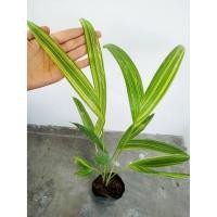 ราคา ต้นหมากนวลด่าง ไม้ด่าง ไม้แปลกหายาก ไม้สะสม (3539637394)