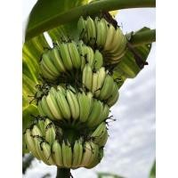 ราคา เมล็ดกล้วยตานีด่าง แท้100% เมล็ดกล้วยตานีด่างสุกคาต้น พร้อมวัสดุเพาะชำ 5บาท (14823879641)