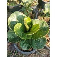 ราคา ไทรใบสักแคระ หรือ fiddle fig กระถาง 6.5" สูง 30-35 Cm.(ชื่อวิทยาศาสตร์ Ficus lyrata ) (9024577696)