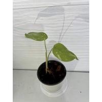 ราคา ต้นมอนสเตอร่าด่าง ไทยคอน ด่างสวย (7092872074)