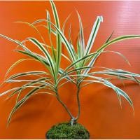 ราคา ต้นจันผาด่าง ใบละเอียด แส้ม้า ไม้มงคล( หายาก) (26439393211)