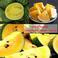 ราคา อินทรีย์็ด ใหม่็ด ใหม่ แตงโมควีนเยลโล่ (Watermelon Queen Yellow) 10 ใหม่็ด ใหม่ง่าย ใหม่ได้ทั่วไทย ใหม่ คละ (20975514200)