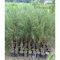 ราคา ต้นสนประดิพัทธ์ สนทะเล ปลูกง่าย ทนแดด ขนาดต้น 80-100ซม. (28755462862)