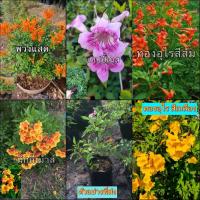 ราคา (สั่งขั้นต่ำ4ต้น) มี4สีให้เลือก ทองอุไร ต้นทองอุไร พวงแสด ต้นพวงแสด สี เหลือง ชมพู ส้ม มิกกี้เมาส์ แฮปปี้เนส ธนโชติ (19565525535)