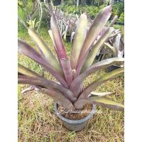 ราคา หน่อสับปะรดสีแอคเมีย มัลวาสีม่วง หน่อใหญ่ (27510019859)