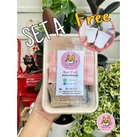 ราคา ชุดเพาะแคคตัส SET A แถมฟรีกระถาง 2 นิ้ว (2ใบ) อุปกรณ์ปลูก แคคตัส ตะบองเพชร (3011849300)