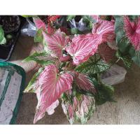 ราคา บอนสี ฮกหลง ไซส์เล็ก (10150600917)