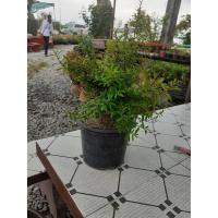 ราคา ต้นทับทิมแคระ ไม้มงคล เสริมฮวงจุ้ย ขนาดต้น 30-40 Cm.( 1ต้น) (7336536545)