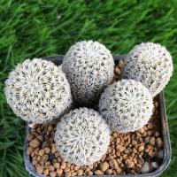 ราคา เฟเรียหนามขาว กระถาง 2 นิ้ว (18823475945)