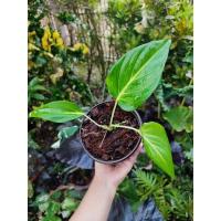 ราคา ต้นเสน่ห์จันทร์ขาว ส่งพร้อมกระถาง 5 นิ้ว (17214206733)