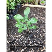 ราคา ต้นส้มโอทับทิมสยาม เสียบยอด ส้มโอเนื้อแดง (9472705359)