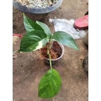 ราคา อิพิด่างขาว ยิ่งโตยิ่งด่าง (10046284010)