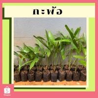 ราคา กะพ้อ ต้นกะพ้อ พร้อมปลูกสนใจสอบถามได้ (9283425614)