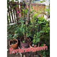 ราคา โครงกุหลาบ ซุ้มกุหลาบ โครงไม้เลื้อย ซุ้มไม้เลื้อย ซุ้มกุหลาบเลื้อย ซุ้ม ซุ้มต้นไม้ 90cm 120cm (4188528075)