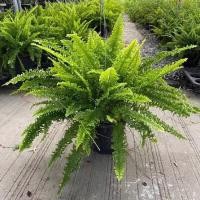 ราคา ต้นเฟิร์น ต้นเฟิร์นใบมะขาม (28021705817)