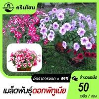 ราคา พิทูเนีย คละสีเมล็ดพันธุ์พิทูเนีย คละสี 50เมล็ดงอกไว ☘️ออกดอกเร็วดอกสวยมาก (26274662095)
