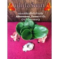ราคา ต้นเปเปอร์หยก (ไม้ร่ม) 1ต้นก็ส่งค่ะ ส่งพร้อมกระถางขนาด 3 นิ้ว (5604460727)