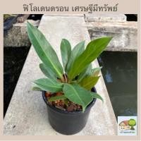 ราคา ฟิโลเดนดรอน เศรษฐีมีทรัพย์ ห่อจัดส่งทั้งกระถางดำ 6 นิ้ว ฟอร์มสวยต้นแข็งแรง (8515286554)
