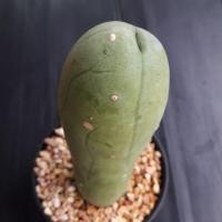 ราคา Cake Cactus Farm กระบองเพชร Echinopsis bridgesii 'monstrose' อิชินอปมอนส์ (2402659580)