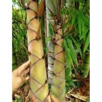 ราคา เมล็ดพันธุ์ไผ่ซางหม่น ไผ่เศรษฐกิจ ลำตรง กอสวย หน่อไม้ๆอร่อย (27101801676)