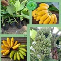 ราคา ต้นกล้วยน้ำว้าเพาะเลี้ยงเนื้อเยื่อให้ผลผลิตสูงและต้นกล้าแข็งแรงพร้อมจัดส่งได้ทันที (25688542324)