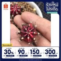 ราคา (เหลือ 1,085.- โค้ด DETNOV150) ยิมโนด่างพิ้งเจแปนสวยมาก gymnopinkjapan ขนาด 2 ซม. #ยิมโนชมพู #ยิมโนไม้เมล็ด #ยิมโนแคคตัส (12507769786)