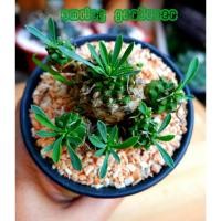 ราคา แคคตัส ยูโฟเบีย เจปอนิก้า หรือ ยูโฟเบียคนป่า ยูโฟเบียสับปะรด ไม้โขดฟอร์มกอทรงสวย ขนาด 6.5 ซม. ส่งทั้งกระถาง (3370366869)