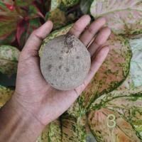 ราคา บัวบกโขด ไม้หัวไม่เลื้อย (3734839783)