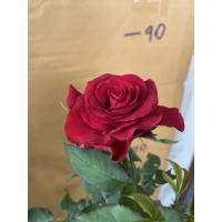 ราคา กุหลาบสีแดงไร้หนามเรดบาคาร่า (8948214894)