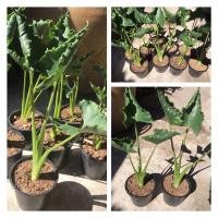 ราคา ( พร้อมส่ง ‼️ ) ต้นห่อเงินห่อทองต้นไม้มงคล ต้นไม้ประดับบ้าน นำเงิน นำทองมาสู่บ้าน (11067535622)