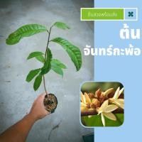 ราคา ต้นไม้เข้าใหม่!! ต้นจันทร์กะพ้อ ดอกหอมกลิ่นไทยโบราณ ปลูกง่ายตายยากปลูกได้ทุกพื้นที่ (23768396404)