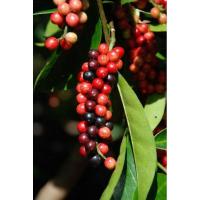 ราคา ต้นหมากเม่า ต้นมะเม่า (11301154516)