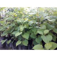 ราคา ต้นมัลเบอร์รี่#หรือต้นหม่อนสาายพันธุ์เชียงไหม่ลูกไหญ่#ลูกดกปลูกง่าย (6341103749)