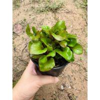 ราคา ต้นวอเตอร์เครสแดง ฮาวาย ต้นวอเตอร์แดง ฮาวาย พร้อมปลูกในกระถางดำ 4 นิ้ว (29950594733)