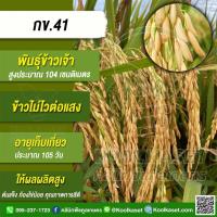 ราคา เมล็ดพันธุ์ข้าว ข้าวเจ้า กข.41 ข้าวนาปี นาปรัง ไม่ไวแสง อายุ 105 วัน แข็ง 25 กก. คูลเกษตร ไรซ์ KR6 (25367893731)